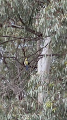 Platycercus elegans flaveolus