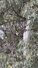 Platycercus elegans flaveolus