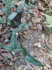 Trachelospermum asiaticum