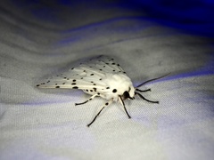 Spilosoma punctaria
