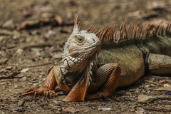 Iguana iguana
