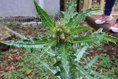 Cirsium arisanense