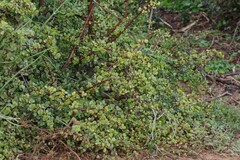 Portulacaria afra