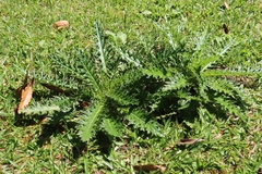 Cirsium arisanense