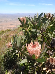 Protea lorifolia