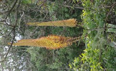Aloe africana