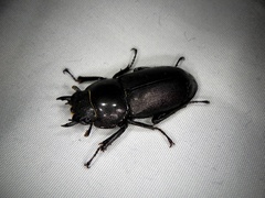 Dorcus rectus rectus