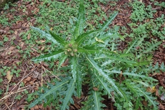 Cirsium arisanense