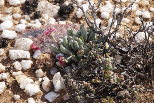 Image of Cephalophyllum spissum by (c) Tony Rebelo, some rights reserved (CC BY-SA)