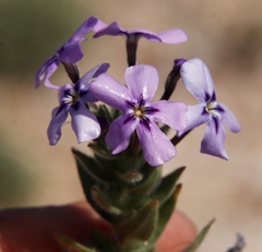 Jamesbrittenia fruticosa