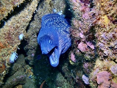 Muraena helena
