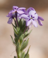 Jamesbrittenia fruticosa