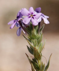 Jamesbrittenia fruticosa