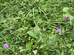 Knautia dipsacifolia