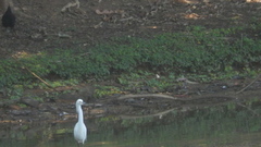 Egretta thula
