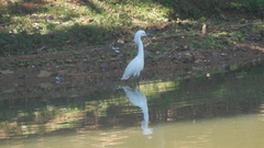 Egretta thula