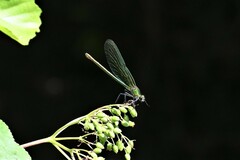Calopteryx splendens