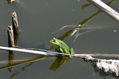 Pelophylax lessonae