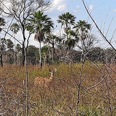 Blastocerus dichotomus