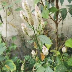 Celosia argentea