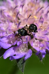 Mononychus punctumalbum