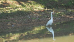 Egretta thula