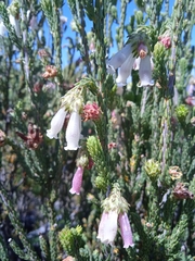 Erica pectinifolia