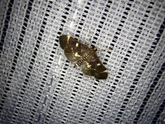 Piletocera sodalis