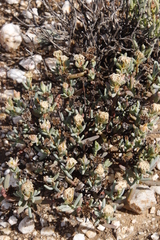 Lampranthus