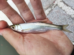 Hemiculter leucisculus