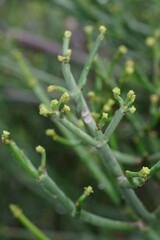 Euphorbia
