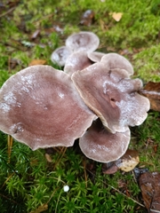 Lactarius glyciosmus