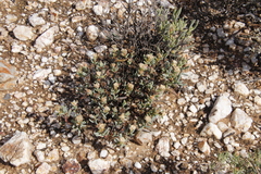 Lampranthus