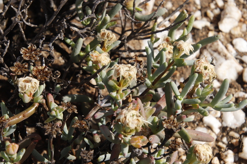 Image of Lampranthus watermeyeri by (c) Tony Rebelo, some rights reserved (CC BY-SA)