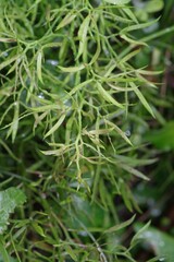 Asparagus aethiopicus