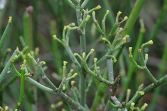 Euphorbia