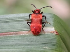 Lemodes coccinea