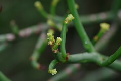 Euphorbia