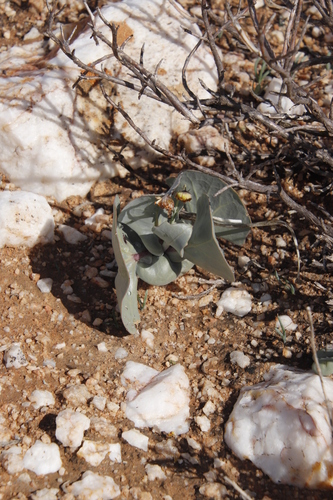 Othonna cuneata