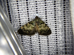 Lepidogma melanobasis