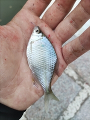 Acheilognathus macropterus