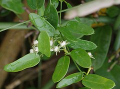 Cynanchum ellipticum