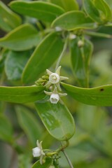 Cynanchum ellipticum