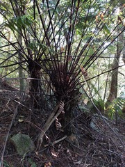 Gymnosphaera podophylla