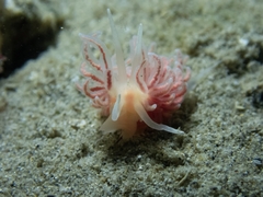 Phyllodesmium serratum