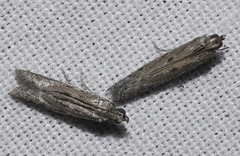 Phycitodes saxicola