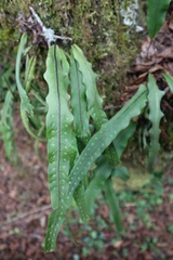 Lepisorus obscurevenolusus