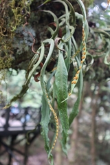 Lepisorus obscurevenolusus