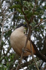 Laniarius ferrugineus