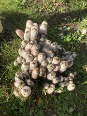 Coprinus comatus